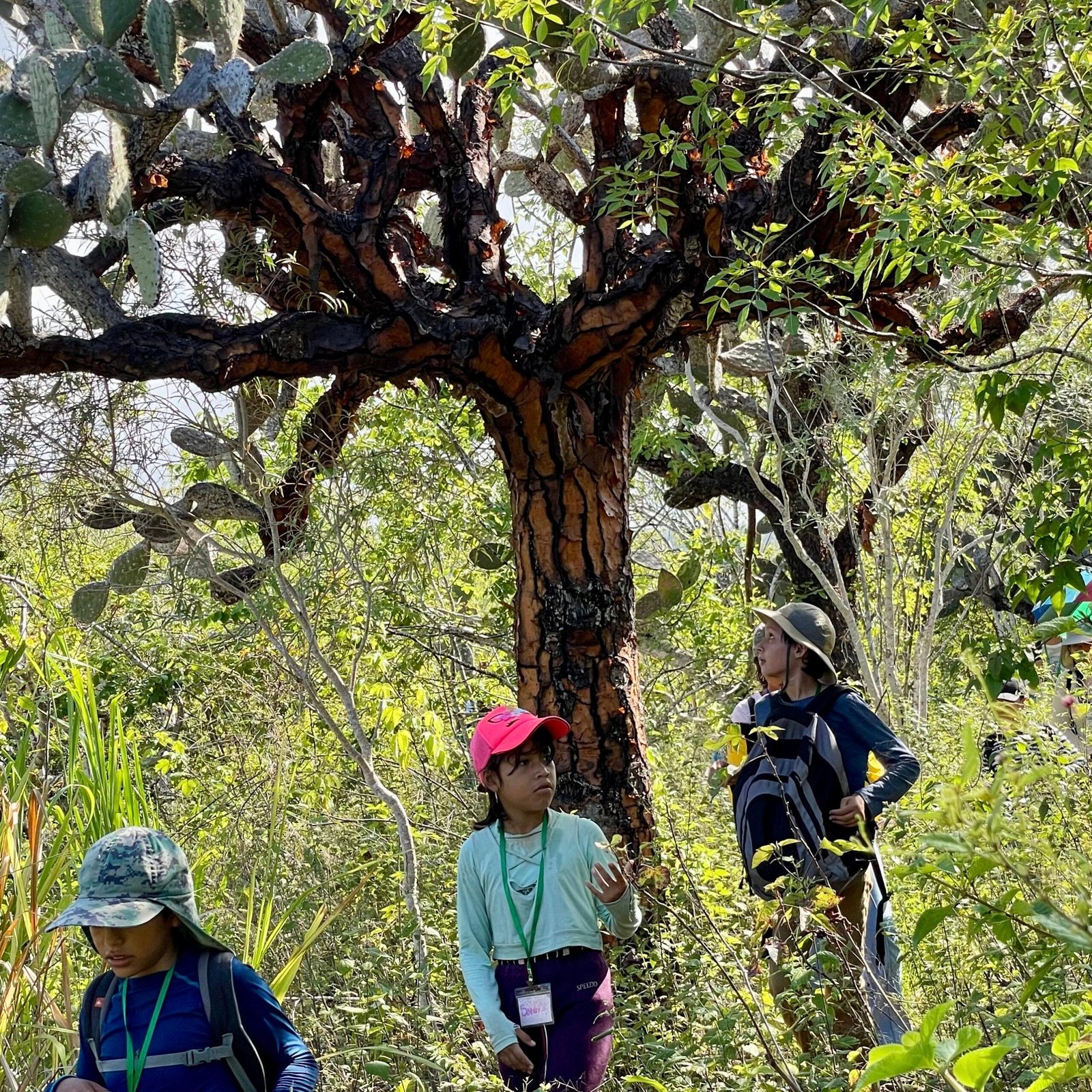 children walking by opuntia cactus Galapagos