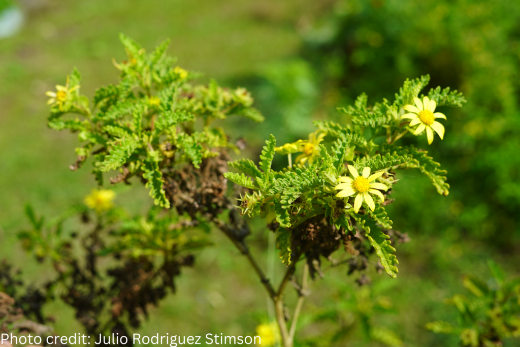 closeup of yellow flowering plant