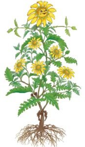 drawing of yellow flower with roots