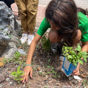 crouching girl planting a seedling of a Curve-Spined Lecocarpus